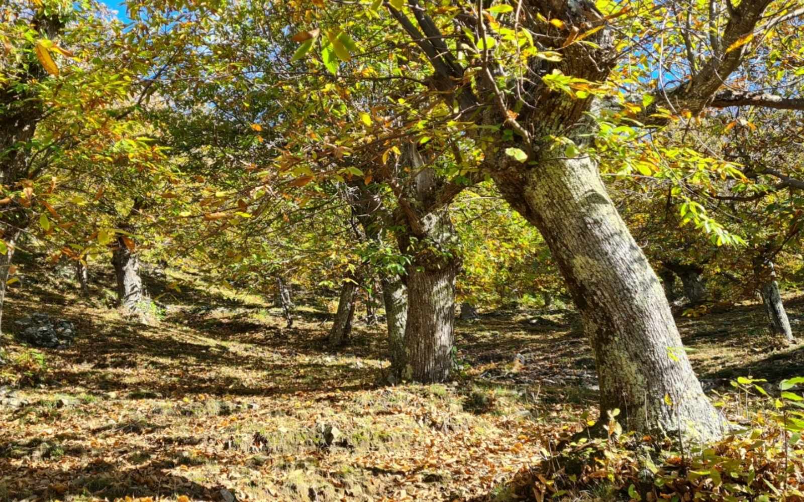 Bosque de castanheiras com folhas verdes e douradas na Lunigiana